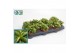 Peperomia happy bean 