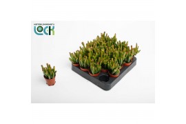 Crassula ovata horn tree