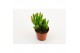 Crassula ovata horn tree 