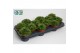Sempervivum green 