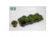 Sempervivum green 