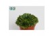 Sempervivum green 