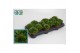 Sempervivum green 