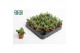 Crassula Falcata 