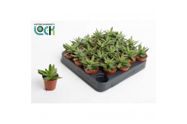 Crassula Falcata