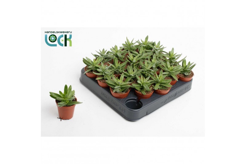 Crassula Falcata 