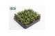 Crassula Falcata 