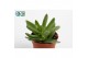 Crassula Falcata 