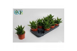 Aloe Mitriformis