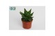 Aloe Mitriformis 