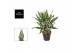 Aglaonema greyhound 