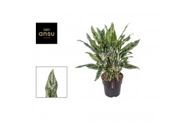 Aglaonema greyhound