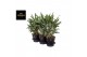 Aglaonema greyhound 