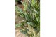 Aglaonema greyhound 