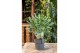 Aglaonema greyhound 