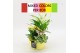 Arrangementen kamerplanten BACR-2507M Basic fundamentals 3 pp 