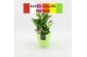Arrangementen kamerplanten BACR-2508M Basic fundamentals 3 pp 