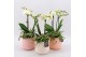 Phalaenopsis PHALMD-2503W Phalaenopsis Moederdag 3 pp 