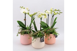 Phalaenopsis PHALMD-2503W Phalaenopsis Moederdag 3 pp