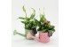Arrangementen kamerplanten ESCR-2529M Essentials 2 pp 