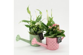 Arrangementen kamerplanten ESCR-2529M Essentials 2 pp