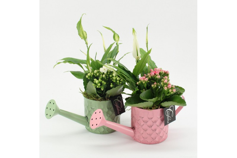 Arrangementen kamerplanten ESCR-2529M Essentials 2 pp Arrangementen kamerplanten ESCR-2529M Essentials 2 pp
