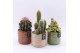 Arrangementen cactus CTCR-2511M Cactus Essentials 1 pp 