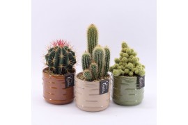 Arrangementen cactus CTCR-2511M Cactus Essentials 1 pp