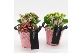Arrangementen kamerplanten MDCR-2514M Moederdag creatie 2 pp