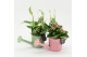 Arrangementen kamerplanten MDCR-2516M Moederdag creatie 2 pp 