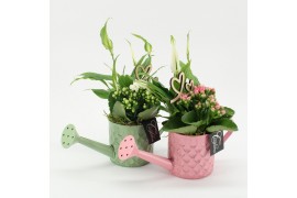 Arrangementen kamerplanten MDCR-2516M Moederdag creatie 2 pp