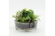 Arrangementen kamerplanten MDCR-2530W Moederdag creatie 3 pp 