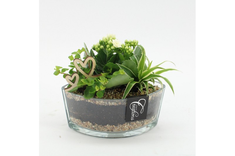 Arrangementen kamerplanten MDCR-2530W Moederdag creatie 3 pp Arrangementen kamerplanten MDCR-2530W Moederdag creatie 3 pp