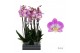Phalaenopsis sunca split 3 tak - 55/60cm 