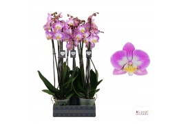 Phalaenopsis sunca split 3 tak - 55/60cm