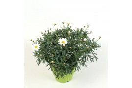 Argyranthemum wit 37 cm diameter