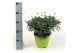 Argyranthemum wit 37 cm diameter 