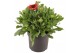 Gaillarda aristata spintop red 