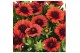 Gaillarda aristata spintop red 