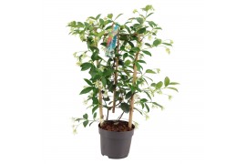 Tachelospermum jasminoides Rek