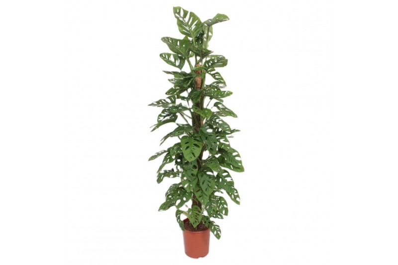 Monstera adansonii monkey leaf mosstok 