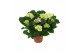 Hydrangea macr. schneeball Wit 5-6 Bloem 