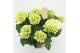 Hydrangea macr. schneeball Wit 5-6 Bloem 