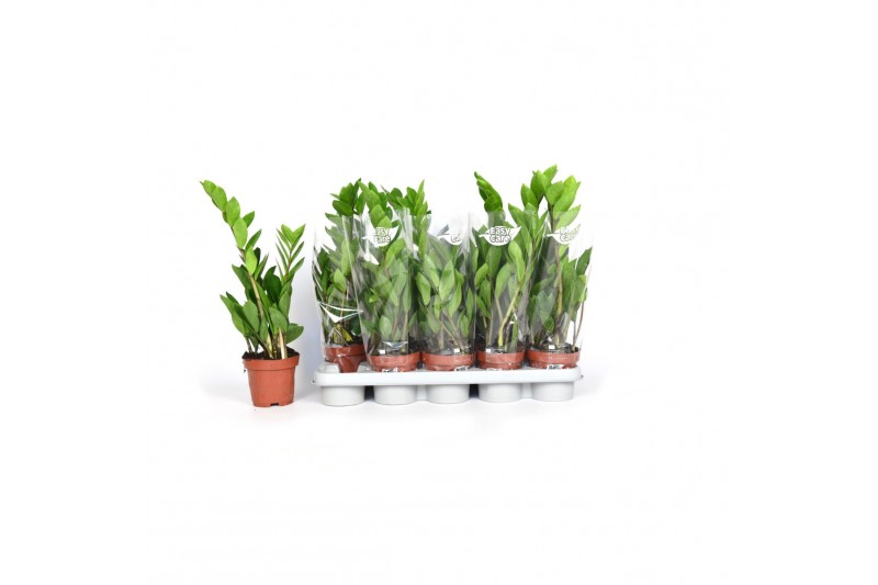 Zamioculcas zamiifolia 2+ veren - 45cm - Blanco hoes Zamioculcas zamiifolia 2+ veren - 45cm - Blanco hoes