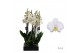Phalaenopsis anthura leeds 2 tak - 65/70cm 