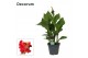 Canna island madeira decorum 