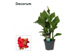 Canna island madeira decorum