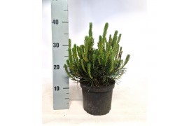 Pinus mugo subsp. mugo