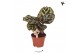 Calathea mix Kolibri Greens Calathea Makoyana 1 pp  cm diameter 