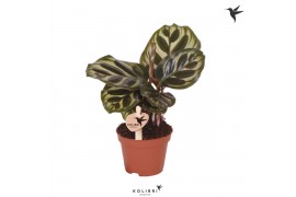 Calathea mix Kolibri Greens Calathea Makoyana 1 pp  cm diameter